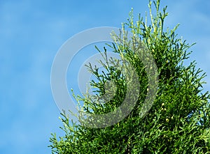 Close-up of green texture christmas leaves of Thuja occidentalis Columna, northern white-cedar, or eastern white cedar photo