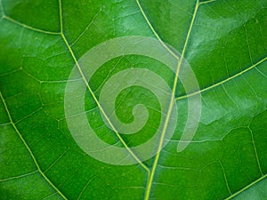 Close up green texture of leaf natural background.