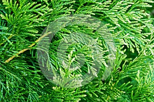 Close-up of green texture with white of Thuja plicata `Winter Pink` western red cedar or Pacific red cedar, giant arborvitae