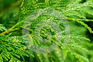 Close-up of green texture with yellow of Thuja plicata `Zebrina` western red cedar or Pacific red cedar, giant arborvitae