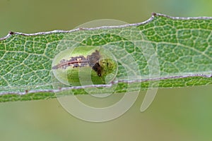 Close up of the green thistle tortoise beetle, Cassida rubigino