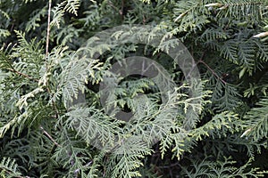 The close-up of green thuja occidentalis. Closeup of green young branche of thuja