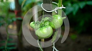 Close-up Green tomato ripening, growing vegetables in the garden. Natural tomato in the garden.