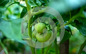 Close-up Green tomato ripening. Natural tomato in the garden. Beautiful natural green tomato