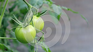 Close-up green tomatoes growing on branch in natural state