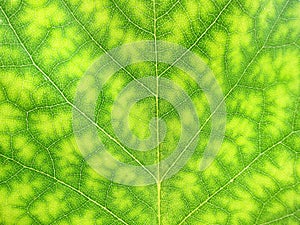 Close-up of a green tree leaf nature