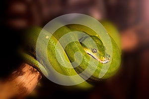 Green tree python or Morelia viridis on branch