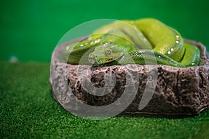 Close up green tree Python, selective focus.