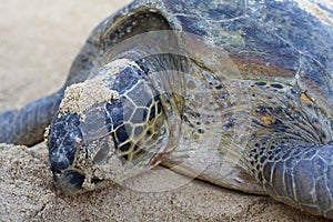 Close-up of a green turtle.