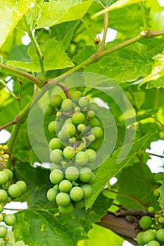 Close up green and underripe grape bunches hanging on tree. Bunches of grapes maturing on a vine. Vine Grapes On a