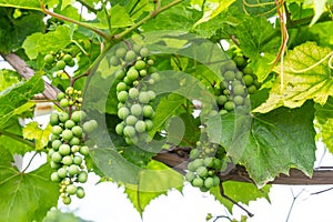 Close up green and underripe grape bunches hanging on tree. Bunches of grapes maturing on a vine. Vine Grapes On a Trellis. Grapes