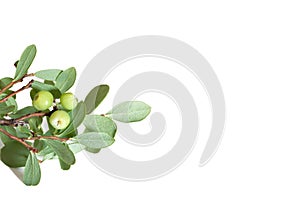 A close up of green unripe berries of blueberry isolated on white