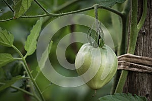 Close up of green unripe organic tomato plant