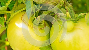 Close up of green unripe tomatoes growing on a vine branch in a garden, with a crack splitting from excess moisture, a common
