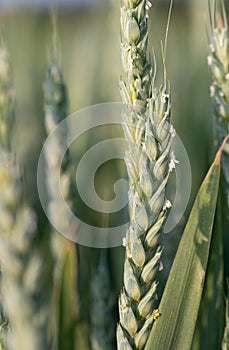 Close up of green unripe wheat growing in field. The grain is in portrait format. The spikes are green with small flowers on them