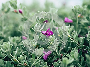 Green velvet bush with small purple flowers.