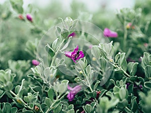 Green velvet bush with small purple flowers.