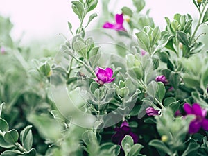 Green velvet bush with small purple flowers.