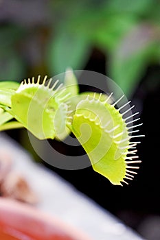 A close up of a green Venus Fly trap growing in the garden