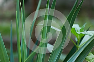 Close up of green vetiver grass. sweet grass in home garden. Green vetiver background photo