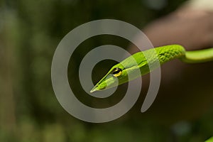 Close up of Green Vine snake, India.