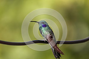 Close-up of a Green violet-ear hummingbird (Colibri thalassinus) perched on tiny branch against natural photo