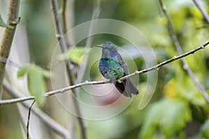 Close-up of a Green violet-ear hummingbird (Colibri thalassinus) or Mexican violetear perched on tiny branch photo