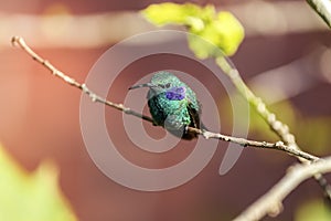 Close-up of a Green violet-ear hummingbird (Colibri thalassinus) or Mexican violetear d photo