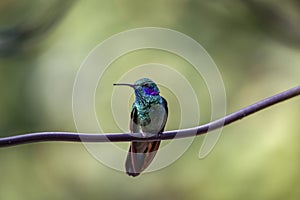 Close-up of a Green violet-ear hummingbird (Colibri thalassinus) or Mexican violetear photo