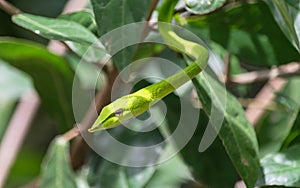 Close-Up Green Viper