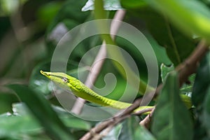 Close-Up Green Viper