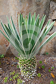 Close-up on a green viviparous agave. Nature background.