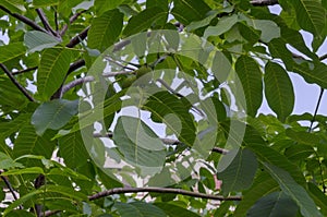 Close up of Green walnuts fruit growing on a walnut tree, district Drujba