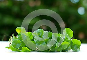 Close up green Water Pennywort plant photo