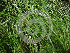 CLOSE UP GREEN WET GRASS WEED IN TROPICAL FOREST