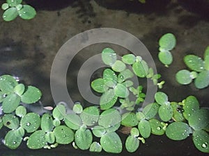 CLOSE UP GREEN WET HYACINTH IN TROPICAL WATER LAKE