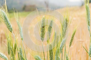 Close-up of green wheat ear and ladybug