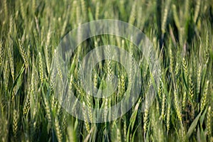 Close up on green wheat ears on late spring