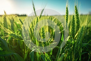 Close up of green wheat in field with beautiful sun touch