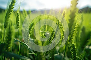 Close up of green wheat in field with beautiful sun touch