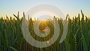 Close-up of green wheat field at golden sunset; plump ears of wheat