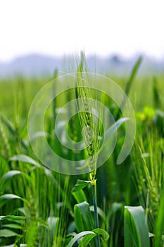 Close-up of green wheat growing in the field. Selective focus.