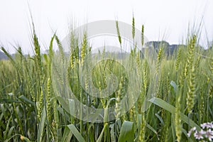 Close-up green Wheat Spike grain in the field