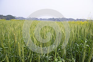 Close-up green Wheat Spike grain in the field