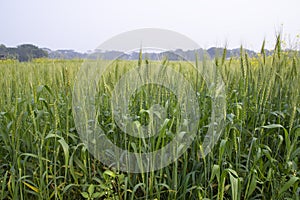 Close-up green Wheat Spike grain in the field