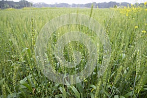 Close-up green Wheat Spike grain in the field