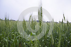 Close-up green Wheat Spike grain in the field