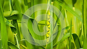 Close up of Green wheat stem