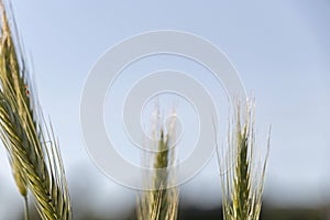 Close up of green wheat on a warm soft spring sun. Wheat plant detail in Agricultural field