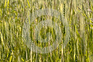 Close up of green wheat on a warm soft spring sun. Wheat plant detail in Agricultural field